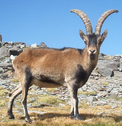 Bucardo (Pyrenean Ibex)