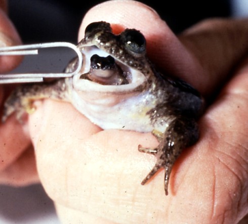 Gastric-brooding Frogs